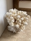 Large Piece Of Natural White Coral Beach House Coastal Decor 5lb 15oz