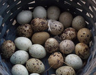 6  Coturnix Quail Hatching Eggs  Fun Colors  Npip  Free Shipping