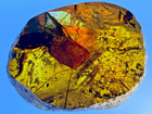 A101 Bu3171 Beautiful Large Feathers In Large Burmese Amber Burmite 99mya
