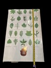 Vintage Smokey Bear Tree Identification Poster  20    X 29    