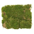 Supermoss Preserved Sheet Moss - 2 Oz Go 16344 Fairy Garden  Craft