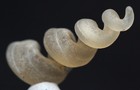 Turritella Fossil Shell Specimen Gastropod Chalcedony Agate Fossilized Morocco