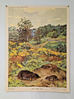 Save Nature Poster     Wild Nature Animals     Rare Soviet Green Party Poster 1984