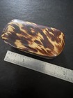 Antique Victorian Horn Snuff Box 19th Century C1850