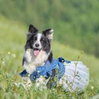 Fladorepet Polka Dot Big Large Dog Princess Dress Tutu Skirt Golden Retriever