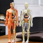 3d Human Body Anatomy Model Diy Skeleton Toys Educational Science Kit For Kid