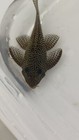 L260 Queen Arabesque Pleco Live Fish 2-3 Inch Free Shipping Usa Bred  Stunning  