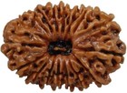 Natural Original Rudraksh Nepali Rudraksha 20 Mukhi Nepal  30 76mm Lab Certified