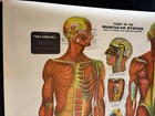 1959 G h  Michel Muscular System Anatomical Chart Medical Poster 46x36 Vintage