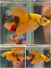 Betta Live Fish Male Koi Candy Galaxy Plakat Halfmoon - Lv11 - High Quality A 