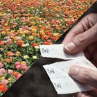  Sow Effortless Collection Seed Tape         Easy 15 Feet Giant Cactus Zinnia Mix