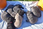 Puppy Id Collars - Super Soft Nylon Whelping Set - Adjustable Breakaway Litter