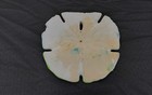 Sand Dollar Hand Painted Beach Scene Signed Seagulls