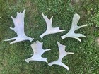 5 Maine Moose Antlers  Moose Sheds  Crafts  Man Cave  Deer