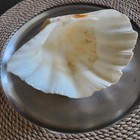 Large  Real  8  Giant Half Clam Shell Decorative Bowl Display Vintage