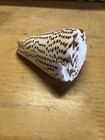 Leopard Cone Shell  Conus Leopardus 3 5 Inches Long 89mm Aquarium Beach Decor