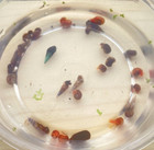 Ramshorn Snails X 5 Malaysian Trumpet Snail X 5 Algae Cleaners Multi Colored