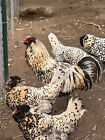 6  Lemon Owlbeard Hatching Eggs - Gff Line - Ships In Foam