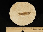 50 Million Year Old  Knightia Fry Fish Fossil With Stand Wyoming 2 28