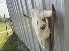 Steer Skull 21    Inch Wide Horns Bull Horn Mounted Cow Head