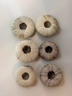 6 Natural Sea Urchin Shells Tests Lot 2  - 2 5  Green Purple Beach Craft Decor