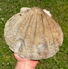 Giant 7 5    Fossil Chesapecten Scallop Seashell Va Megalodon Era  Great Condition