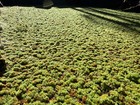 1 Cup Of Azolla Mosquito Fern Water Velvet Fairy Moss