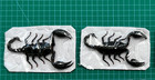 2 Real Scorpion Insect Taxidermy Dead Oddities Wholesale Insects Art Decor