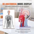 Human Half Head Neck Model Superficial Nerve Vascular Muscle Teaching Tool