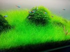  buy 2 Get 1 Free  Dwarf Hair Grass Eleocharis Parvula Clump Aquarium Plants    