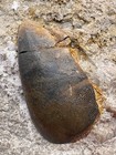 Deltodus Fish Tooth- Mississippian- Keokuk Form - Greene Co   Missouri