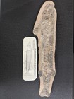 Vinctifer Fish Fossil In Limestone Matrix Specimen On Display Stand