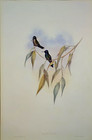 John Gould Guimet s Flutterer Hummingbirds Vintage Art Print Book Plate 210