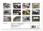 Animal Mess  monthly Wall Calendar 2026 16 5 X 23 4  open    Calvendo 14 Month C