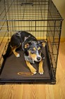 Mud River Crate Cushion  Medium large 30 X 18  X 1   Brown