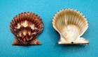 Lindapecten Muscosus Pair     24 6mm     Deep Water Trap Collected
