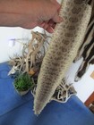 Rattlesnake Skin Prairie Rattle Snake Hide Dry Tanned Wrap Pen Blanks 29 In  G4
