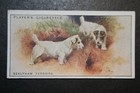 Sealyham Terrier   Vintage 1925 Illustrated Dog Card  Je29ms
