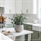 Live Aromatic And Healthy Herb - Eucalyptus  4 Per Pack  - Assorted Varieties   