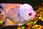 Flowerhorn Cichlid 