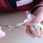 Bird Leg Band Cutter Scissor Stainless Steel For Canary  Finches    Small Birds