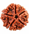 5 Mukhi Rudraksha Single Piece Nepal Origin Best Quality Blessed In Temple
