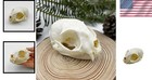 Feline Skull Specimen  Real Animal Bone Decor  Tabletop Display Piece