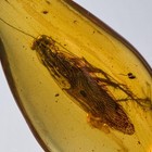 Cockroach With Pattern In Burmese   Burmite Amber Fossil   100  Genuine Amber