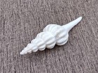 Large White Spindle Seashell Fusinus Colus  1 Shell Approx  5  Inches 