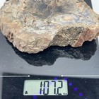 1lb 7oz Old Stock Hampton Butte Green Petrified Wood Round  Lapidary Rough 002
