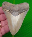 Megalodon Shark Tooth Premium Grade  - 3 65 In   Real Fossil Megladone
