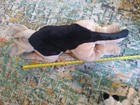 30    Animal Alley German Shepherd Dog Plush Realistic Stuffed Animal  toys R Us  