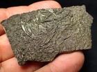 Detailed Pyrite Crinoid Fossil  66 Mm  Pentacrinites