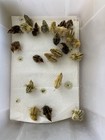 All Colors - 48 Coturnix Quail Fertile Hatching Eggs - 4 Dozen Shipped In Foam